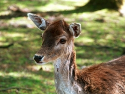 roe-deer