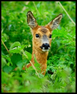 Roe Deer