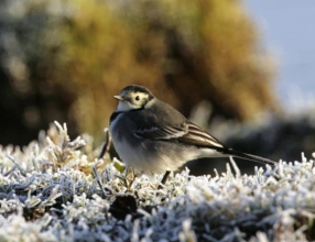 rspb1-pic