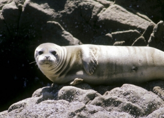 friendly looking seal