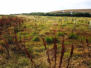 St Fitticks tree planting site is on the North Sea exposed to winds and sea salt. Tree guards are intact but there is no real growth other than weeds.