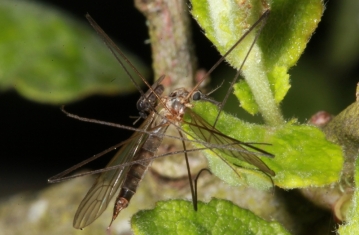 Fly and Cranefly on Eared Willow