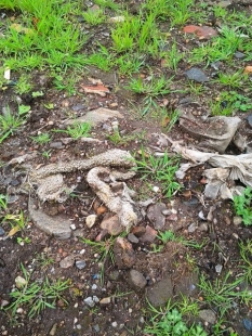The authorities claim there is little remaining rubbish in the soil.