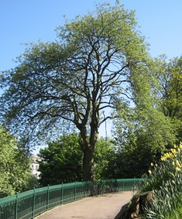 utg-tree