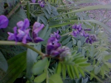 Wildflowers At Tullos