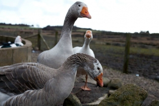 willowsgeese