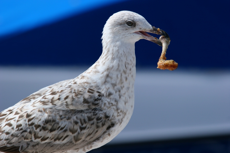 2012/13 — SEAGULLS PROGRAMMES