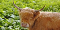 highlandcow