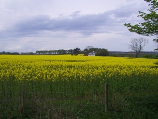 a-green-field-or-a-high-street