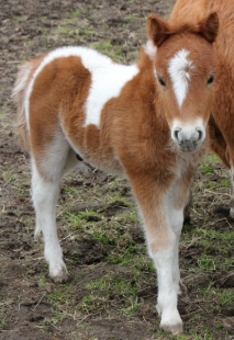 bertie_small-foal-june-2013