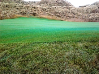 The Grass Is Greener On The Other Side Once Its Dyed. By SK16 Feb 2013
