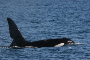 Killer whale ‘John Coe’ previously pictured by N. Van Geel/HWDT. 