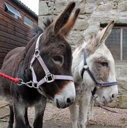 Willows Animal Sanctuary: Halloween Open Day - Sat 26.10.13 - Aberdeen ...