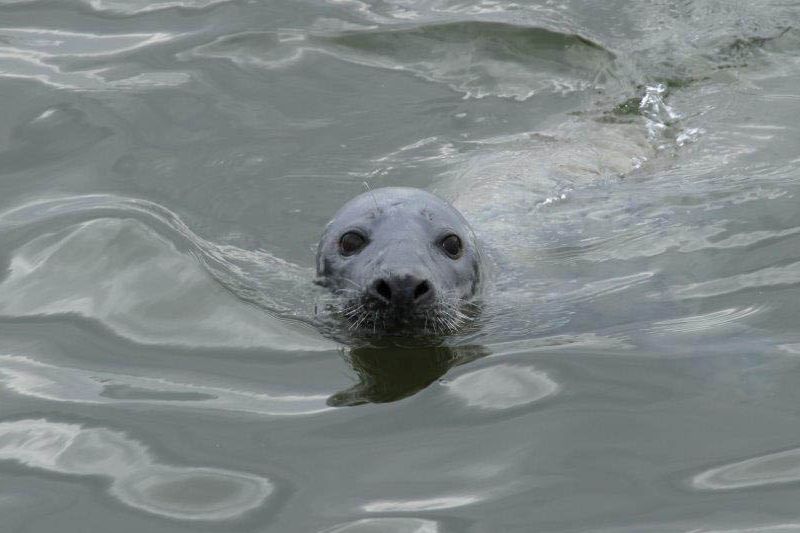 Elizabeth Harley moray seal