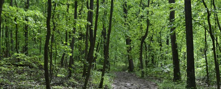 http://pixabay.com/en/woods-green-trees-path-park-175878/