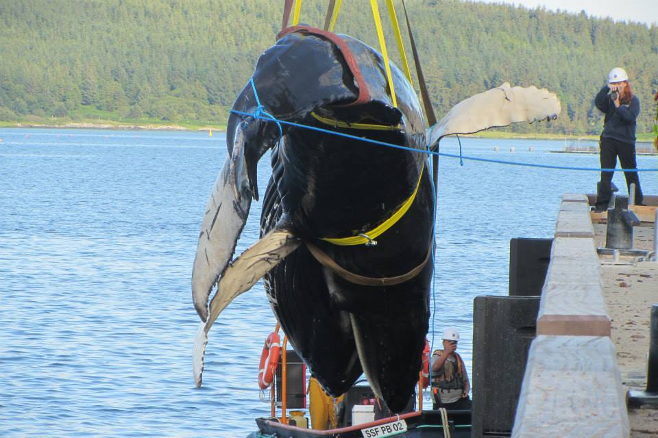 HWDT_stranded_humpback_whale_2