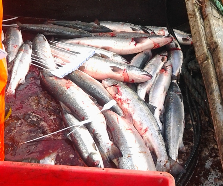 salmon amidst gore killed in a coastal net