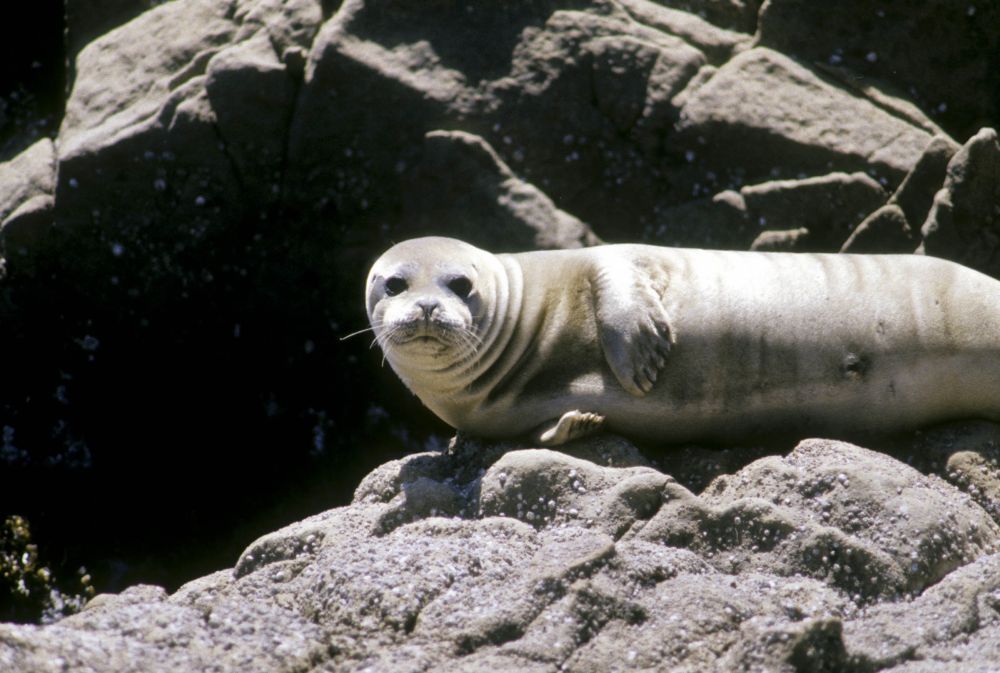 friendly looking seal