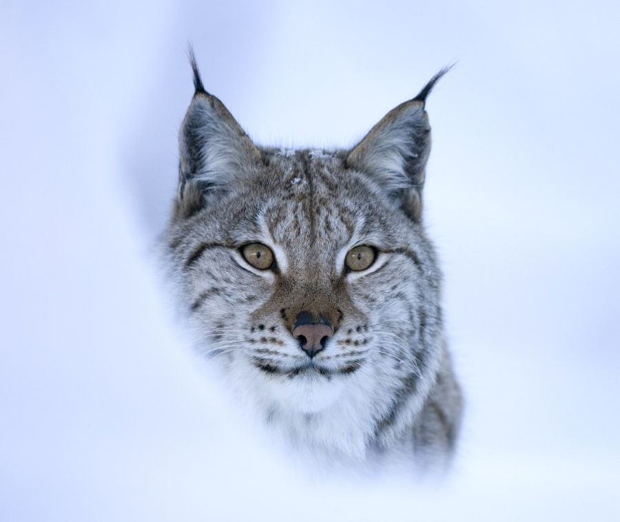 Eurasian lynx (Lynx lynx) in winter birch forest, Norway (c).