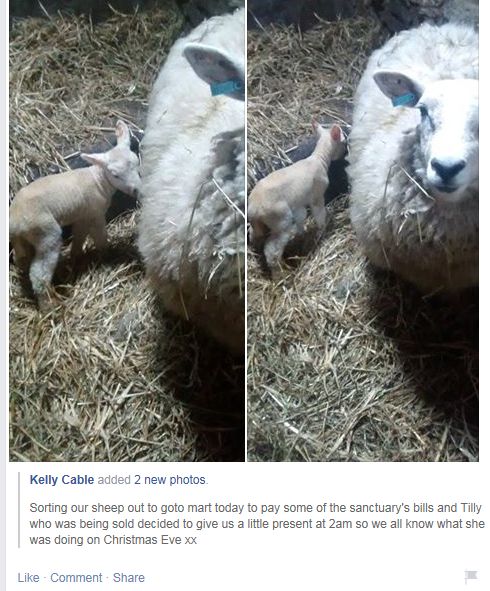 Northfield Sheep to mart fb screenshot