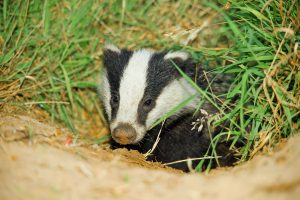 004-badgers-august-2016-by-dod-morrison-photography-2