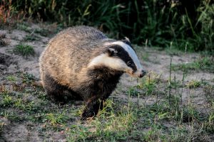 007-badgers-12-7-16-by-dod-morrsion-photography-2