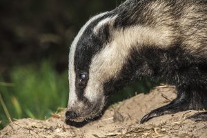 010-badgers-28-8-16-by-dod-morrison-photography-2