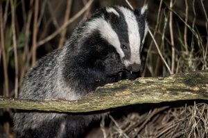 013-badgers-4-9-16-by-dod-morrison-photography-2