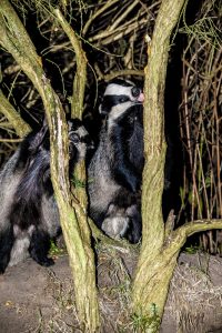 016-badgers-4-9-16-by-dod-morrison-photography-2b