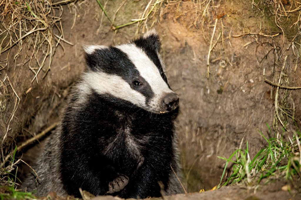 9-cool-badger-facts-and-a-way-to-help-save-them-peta